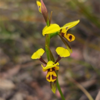 Diuris sulphurea (Tiger Orchid) at Captains Flat, NSW - 26 Oct 2025 by Csteele4