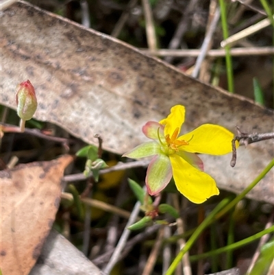 Hibbertia rufa at Bundanoon, NSW - 25 Oct 2025 by JaneR