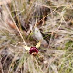 Caladenia montana (Mountain Spider Orchid) at Cotter River, ACT - 25 Oct 2025 by PennyD