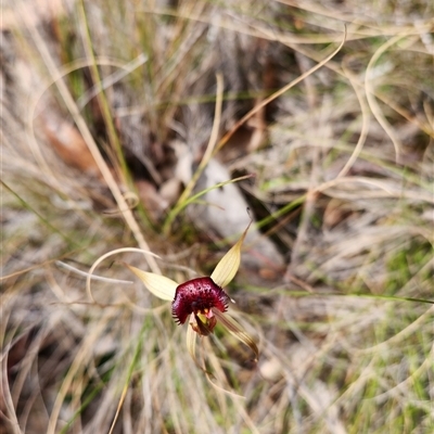 Caladenia montana (Mountain Spider Orchid) at Cotter River, ACT - 25 Oct 2025 by PennyD