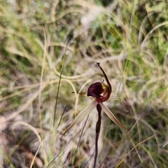 Caladenia montana at Cotter River, ACT - suppressed