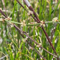 Choretrum candollei at Bundanoon, NSW - 25 Oct 2025 by JaneR