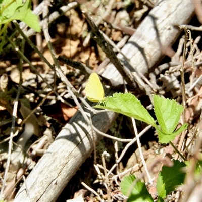Eurema smilax (Small Grass-yellow) at Uriarra Village, ACT - 23 Oct 2025 by KMcCue