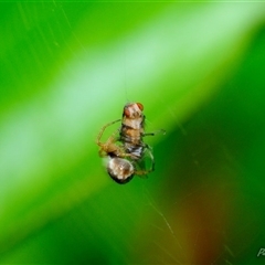 Sapromyza brunneovittata (A lauxid fly) at Fisher, ACT - 4 Nov 2023 by Paul57