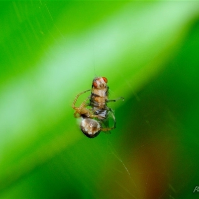 Sapromyza brunneovittata (A lauxid fly) at Fisher, ACT - 4 Nov 2023 by Paul57