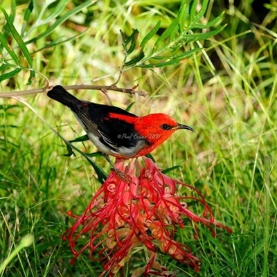 Myzomela sanguinolenta (Scarlet Honeyeater) at Fisher, ACT - 31 Mar 2021 by Paul57