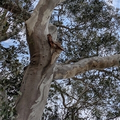 Callocephalon fimbriatum (Gang-gang Cockatoo) at Watson, ACT - 26 Oct 2025 by Brittamon