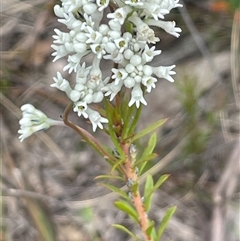 Conospermum ellipticum at Bundanoon, NSW - 25 Oct 2025 by JaneR