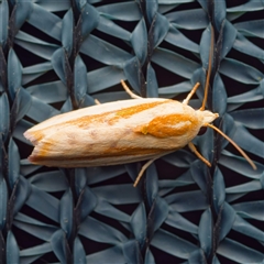 Earias huegeliana (Earias huegeliana) by DPRees125