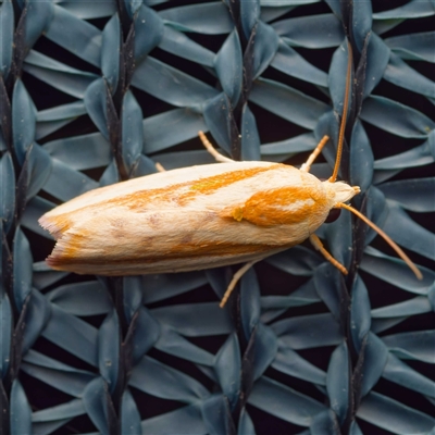 Earias huegeliana (Earias huegeliana) at  - suppressed by DPRees125