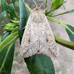 Mythimna (Pseudaletia) convecta (Common Armyworm) at Countegany, NSW - 26 Oct 2025 by LeahColebrook