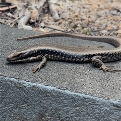 Eulamprus sp. (genus) (Water Skink) at Countegany, NSW - 24 Oct 2025 by LeahColebrook