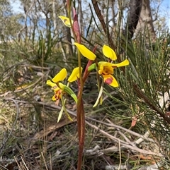 Diuris sulphurea (Tiger Orchid) at Countegany, NSW - 25 Oct 2025 by LeahColebrook