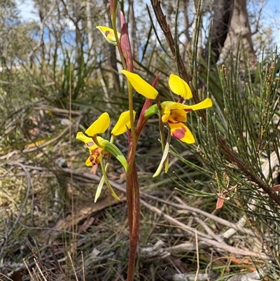 Diuris sulphurea (Tiger Orchid) at Countegany, NSW - 25 Oct 2025 by LeahColebrook