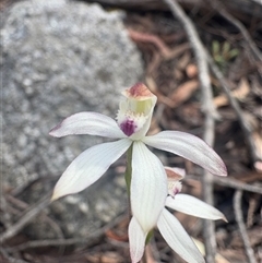 Caladenia moschata (Musky Caps) at Countegany, NSW - 25 Oct 2025 by LeahColebrook