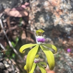 Caladenia hildae (Golden Caps) at Countegany, NSW - 25 Oct 2025 by LeahColebrook