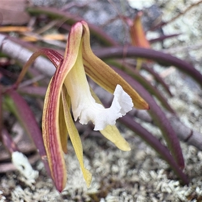 Dockrillia striolata (Streaked Rock Orchid) at Countegany, NSW - 25 Oct 2025 by LeahColebrook