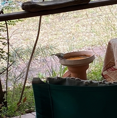 Unverified Honeyeater at Broke, NSW - 26 Oct 2025 by RoyP