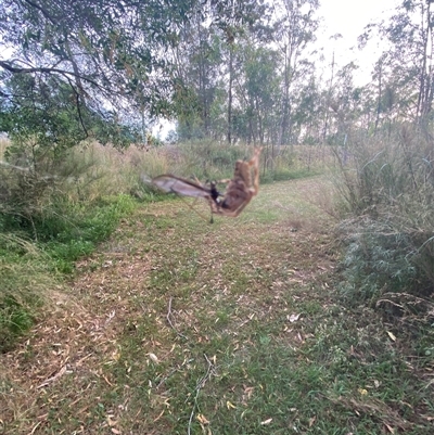 Unverified Other web-building spider at Broke, NSW - 23 Oct 2025 by RoyP
