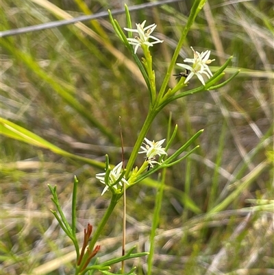 Symphionema paludosum at Bundanoon, NSW - 25 Oct 2025 by JaneR