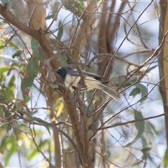 Myiagra rubecula (Leaden Flycatcher) at Uriarra Village, ACT - 24 Oct 2025 by AlisonMilton