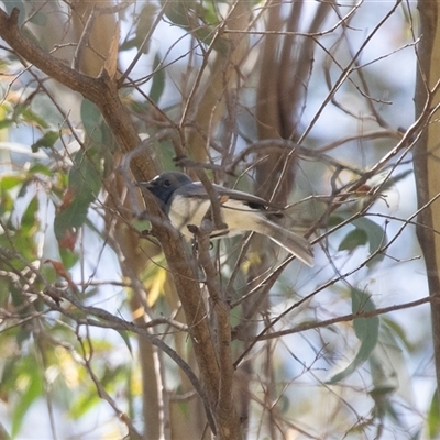 Myiagra rubecula (Leaden Flycatcher) at Uriarra Village, ACT - 24 Oct 2025 by AlisonMilton