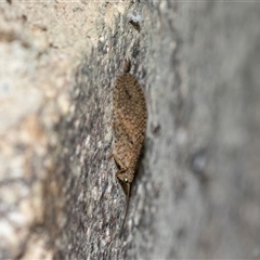 Micromus tasmaniae (Tasmanian Brown Lacewing) at Brindabella, ACT - 24 Oct 2025 by AlisonMilton