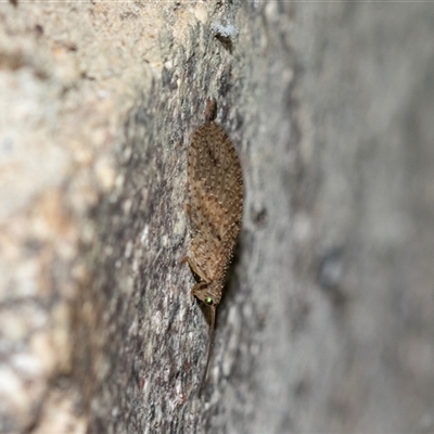 Micromus tasmaniae (Tasmanian Brown Lacewing) at Brindabella, ACT - 24 Oct 2025 by AlisonMilton