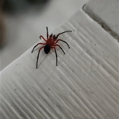 Nicodamidae (family) (Red and Black Spider) at Warneet, VIC - 26 Oct 2025 by Thesps
