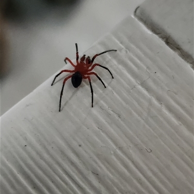 Nicodamidae (family) (Red and Black Spider) at Warneet, VIC - 26 Oct 2025 by Thesps