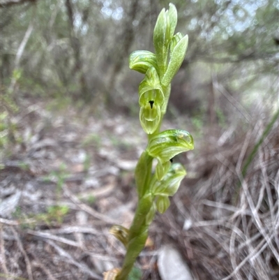 Hymenochilus cycnocephalus (Swan greenhood) at Denman Prospect, ACT - 26 Oct 2025 by Edmond