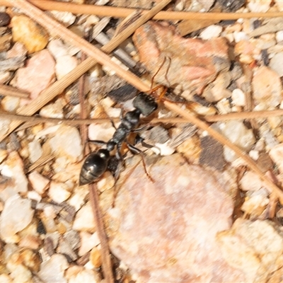 Myrmecia sp. (genus) (Bull ant or Jack Jumper) at Brindabella, ACT - 24 Oct 2025 by AlisonMilton