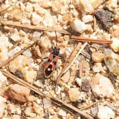 Melanerythrus mactans (A seed bug) at Brindabella, ACT - 24 Oct 2025 by AlisonMilton