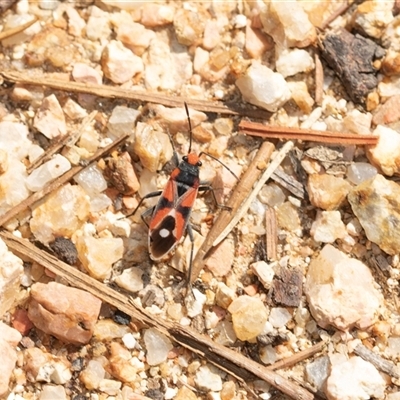 Melanerythrus mactans (A seed bug) at Brindabella, ACT - 24 Oct 2025 by AlisonMilton