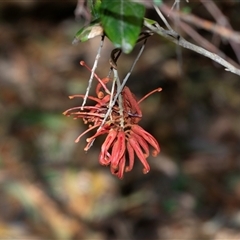 Grevillea oxyantha subsp. oxyantha (Kybean Grevillea) at Brindabella, ACT - 24 Oct 2025 by AlisonMilton