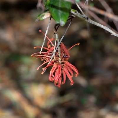 Grevillea oxyantha subsp. oxyantha (Kybean Grevillea) at Brindabella, ACT - 24 Oct 2025 by AlisonMilton