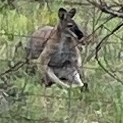 Notamacropus rufogriseus at Booth, ACT - 26 Oct 2025 by AdamHenderson