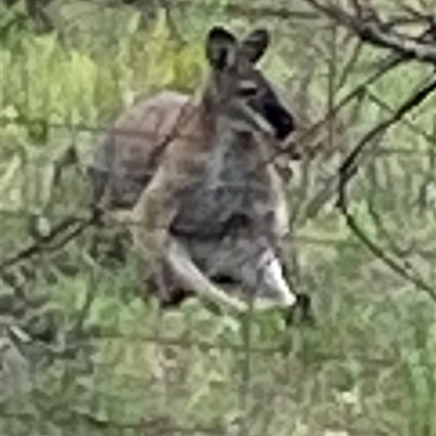 Notamacropus rufogriseus at Booth, ACT - 26 Oct 2025 by AdamHenderson