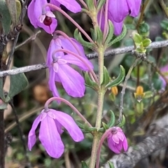 Tetratheca bauerifolia (Heath Pink-bells) at Rendezvous Creek, ACT - 26 Oct 2025 by AdamHenderson