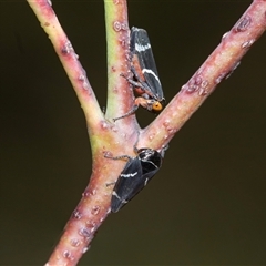 Eurymeloides bicincta (Gumtree hopper) at Cotter River, ACT - 24 Oct 2025 by AlisonMilton