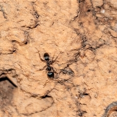 Formicidae (family) (Unidentified ant) at Cotter River, ACT - 24 Oct 2025 by AlisonMilton
