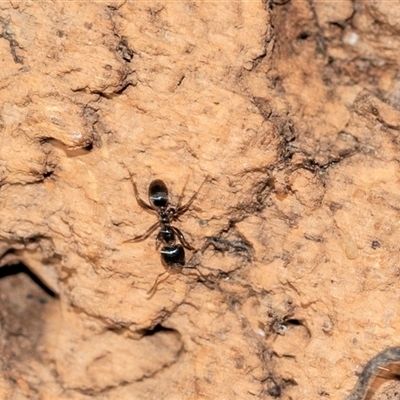 Formicidae (family) (Unidentified ant) at Cotter River, ACT - 24 Oct 2025 by AlisonMilton