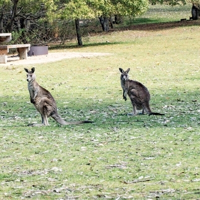 Macropus giganteus (Eastern Grey Kangaroo) at Brindabella, ACT - 24 Oct 2025 by AlisonMilton