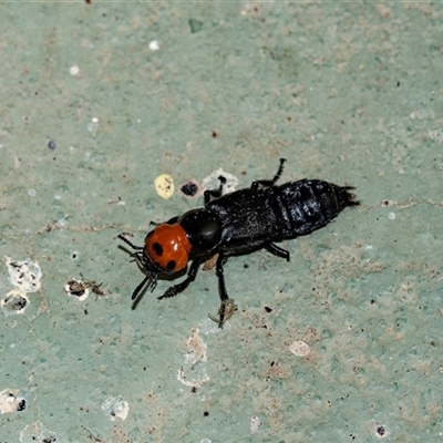 Creophilus erythrocephalus (Devil's coach horse, Rove beetle) at Brindabella, ACT - 24 Oct 2025 by AlisonMilton