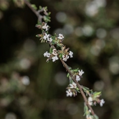 Leucopogon microphyllus var. pilibundus (Hairy Beard Heath) at Uriarra Village, ACT - 24 Oct 2025 by AlisonMilton