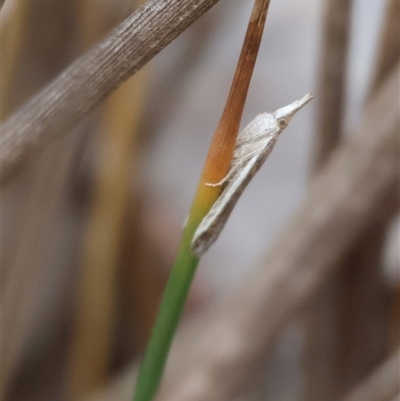 Etiella (genus) (A Pyralid moth (Phycitinae) at Denman Prospect, ACT - 26 Oct 2025 by Chorus