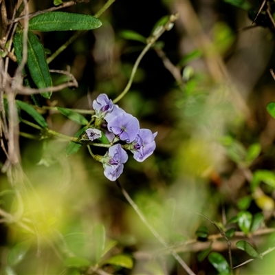 Glycine clandestina (Twining Glycine) at Uriarra Village, ACT - 24 Oct 2025 by AlisonMilton