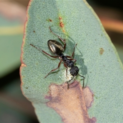 Dolichoderus scabridus (Dolly ant) at Uriarra Village, ACT - 24 Oct 2025 by AlisonMilton