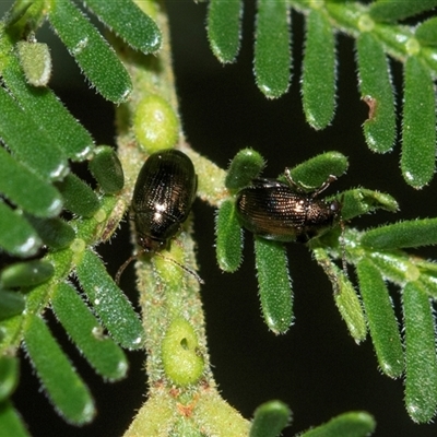 Chaetocnema sp. (a flea beetle) at Uriarra Village, ACT - 24 Oct 2025 by AlisonMilton