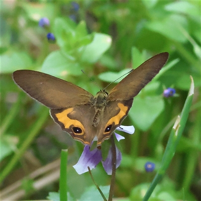 Hypocysta metirius (Brown Ringlet) at Bendalong, NSW - 21 Oct 2025 by MichaelWenke